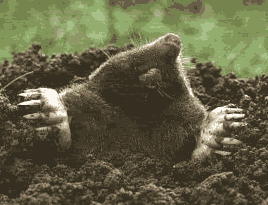 mole.gif image by Tazzdia